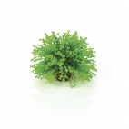 biOrb dekorace Koule zelená