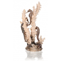 biOrb moř&scaron;t&iacute; kon&iacute;ci na př&iacute;rodn&iacute;m kor&aacute;lu, středn&iacute;