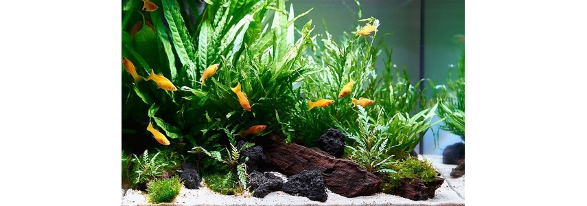 AKVARISTIKA Oase